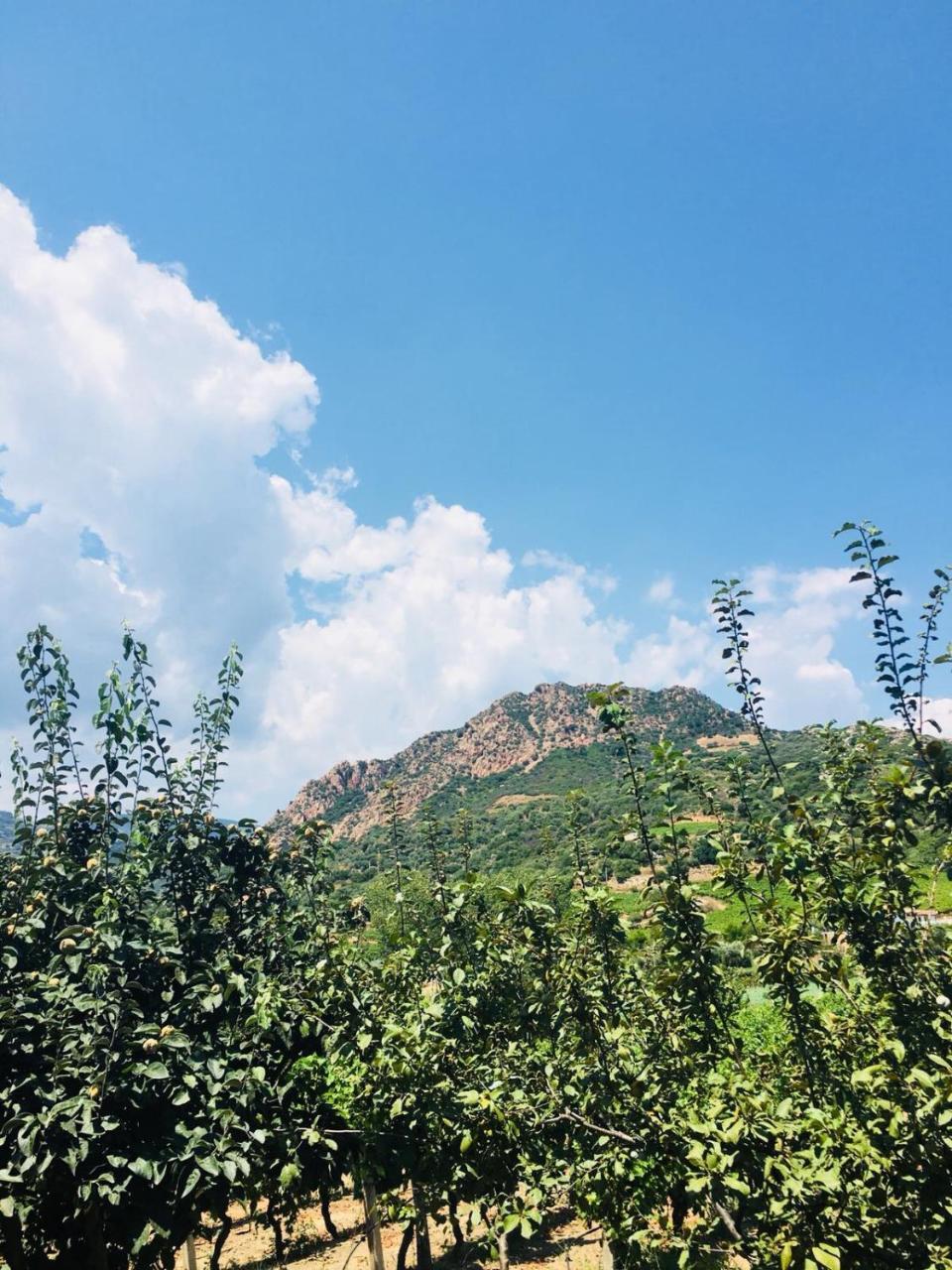 Agriturismo Su Barraccu Loceri Екстериор снимка